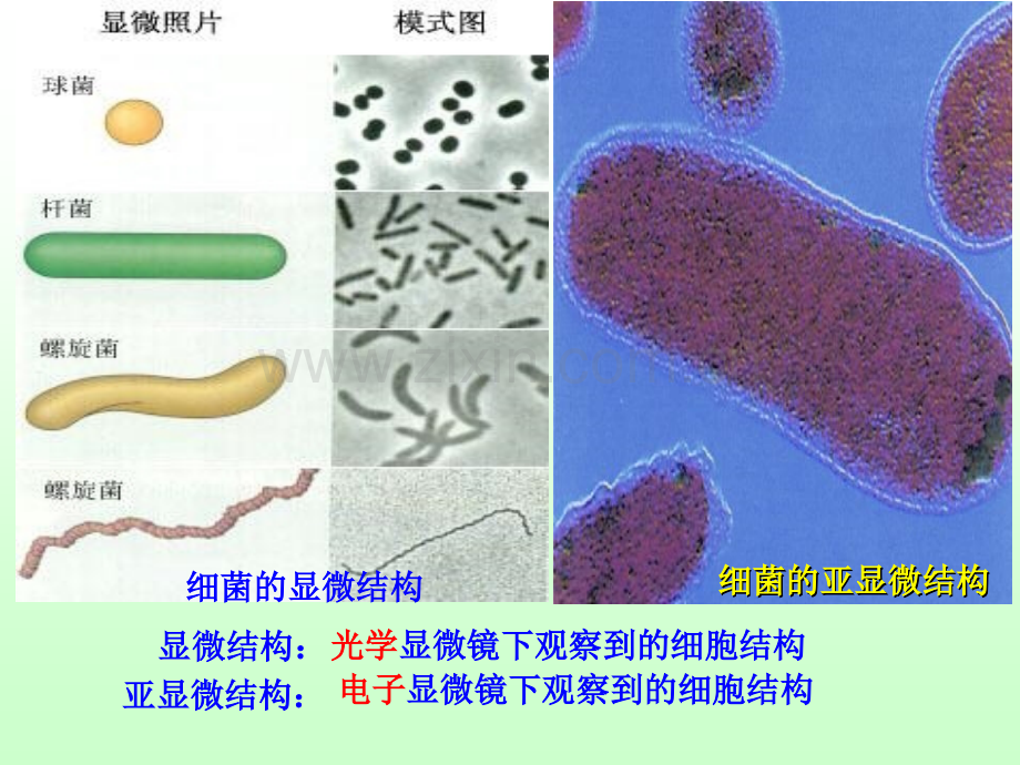 细胞的类型和细胞膜的结构.pptx_第2页