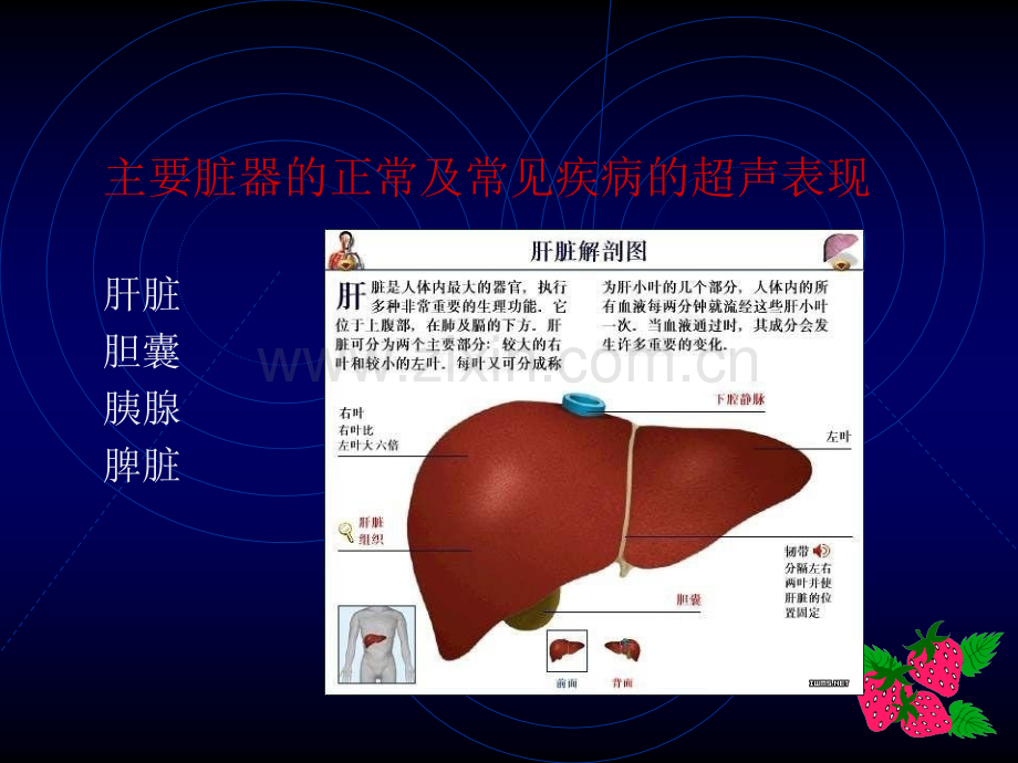 腹部超声诊断1.pptx_第2页