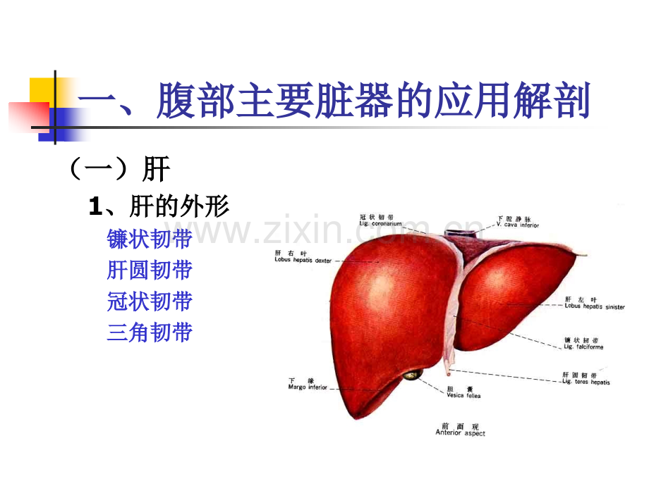 腹部的断面解剖学.pptx_第2页