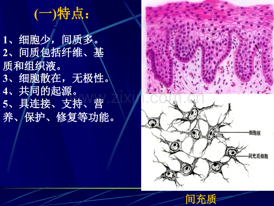 结缔组织软骨和骨本.pptx_第2页