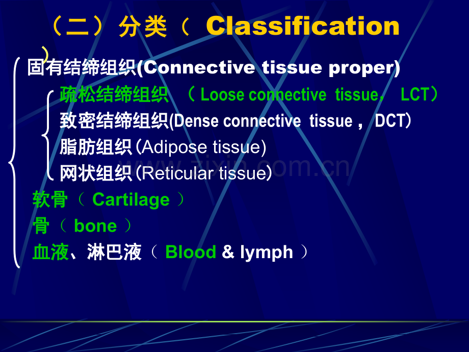 结缔组织软骨和骨本.pptx_第3页