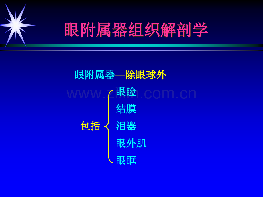 眼部附属器组织解剖学课程任若瑾090918.pptx_第3页