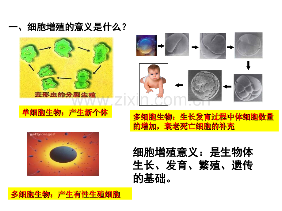 细胞的增殖动画版.pptx_第3页