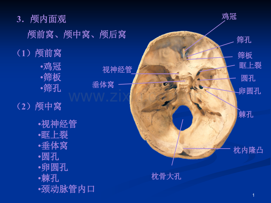 系解01骨学b.pptx_第1页