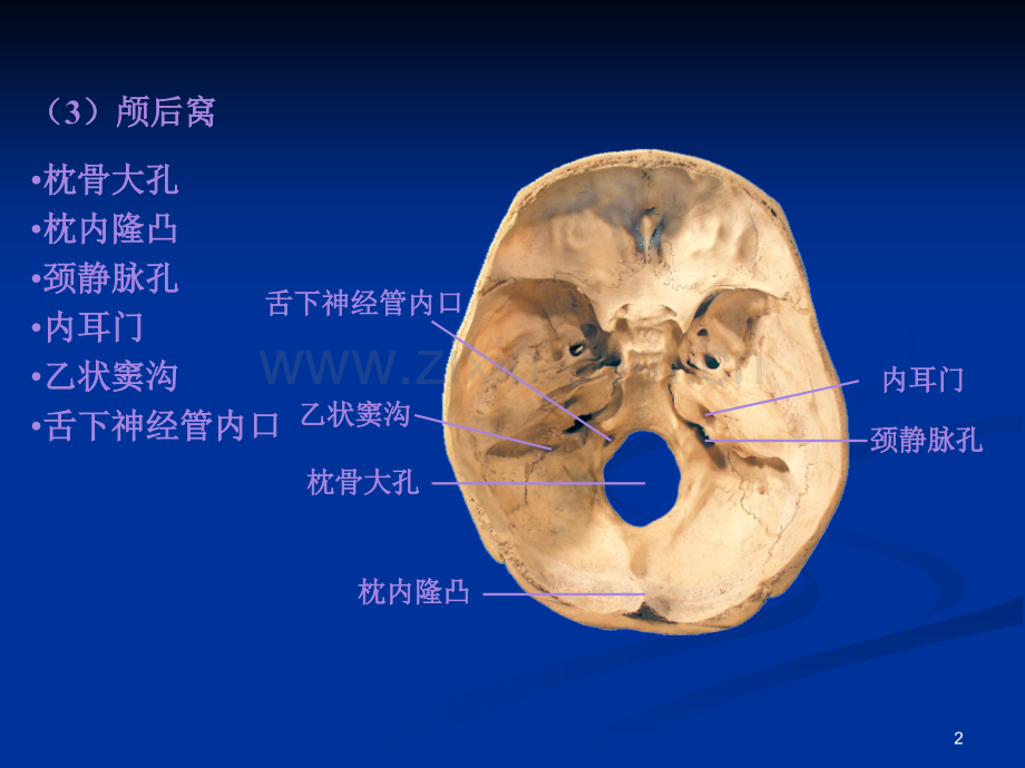 系解01骨学b.pptx_第2页