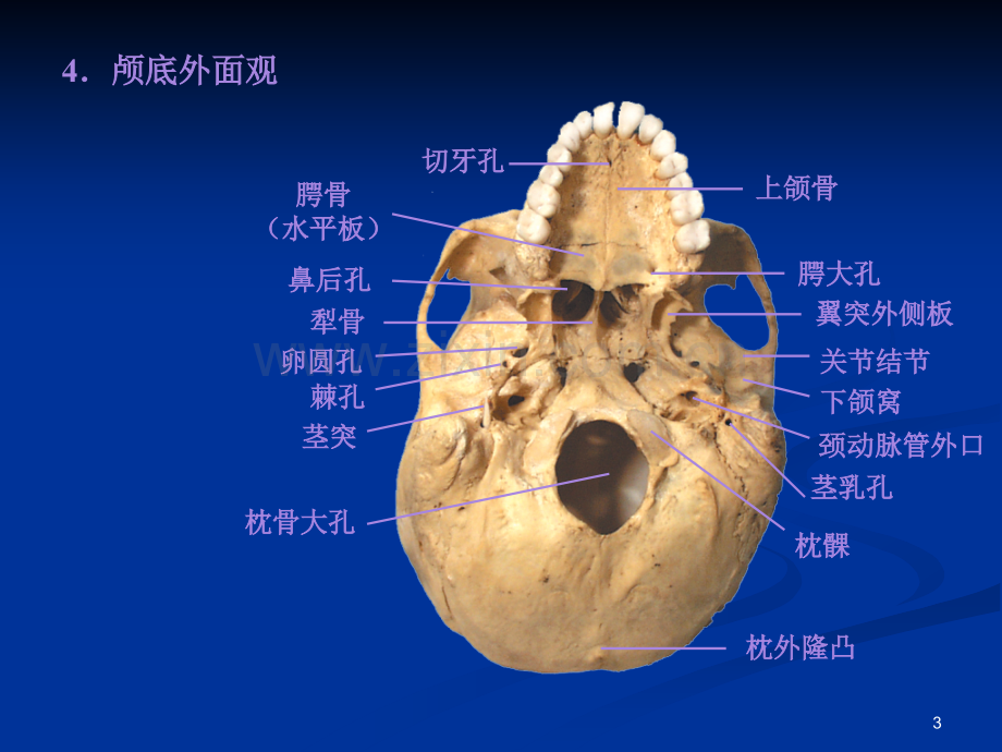 系解01骨学b.pptx_第3页