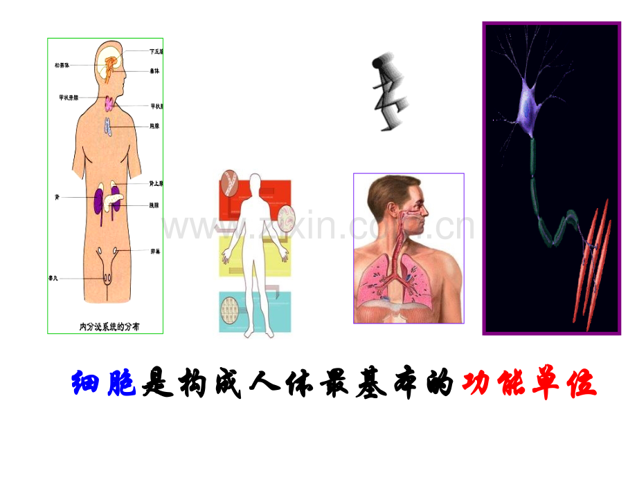 第二章-细胞的基本功能.pptx_第2页