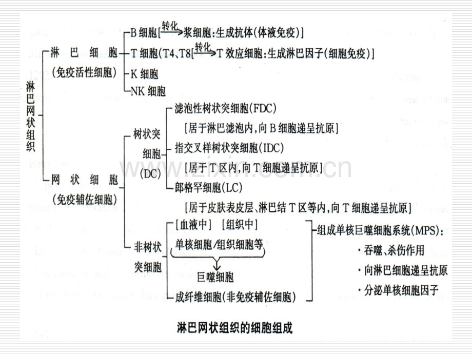 淋巴结病理学-.pptx_第3页