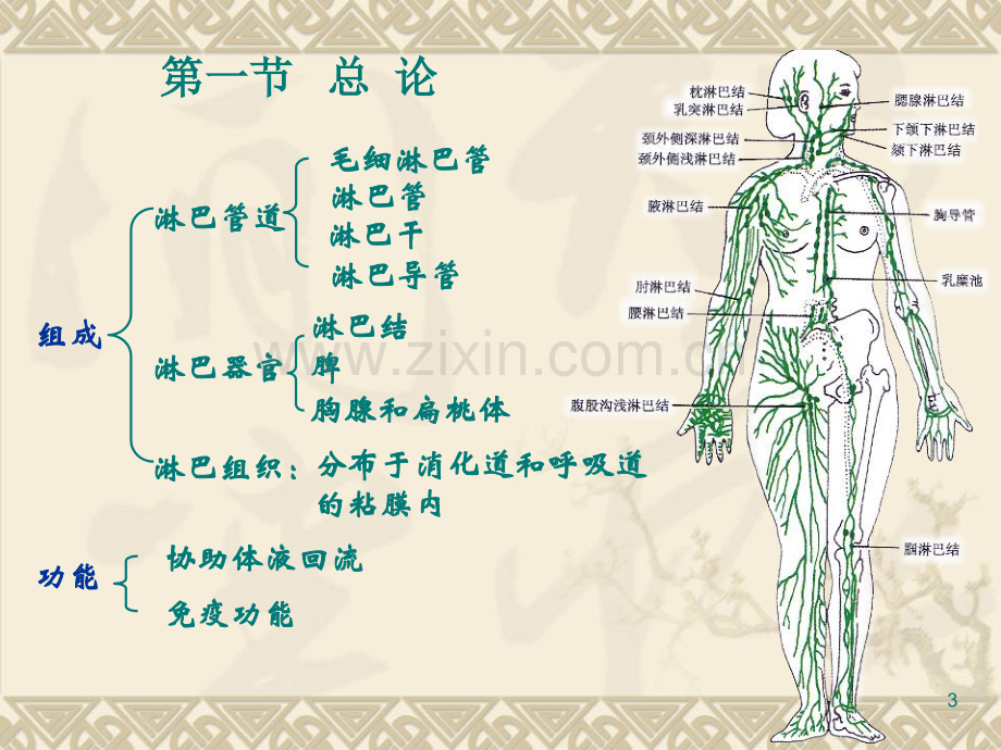 淋巴系统概述.pptx_第3页