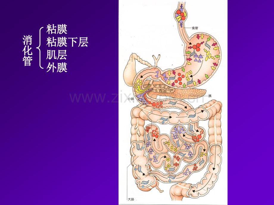 生命科学人体组织解剖学13.pptx_第2页