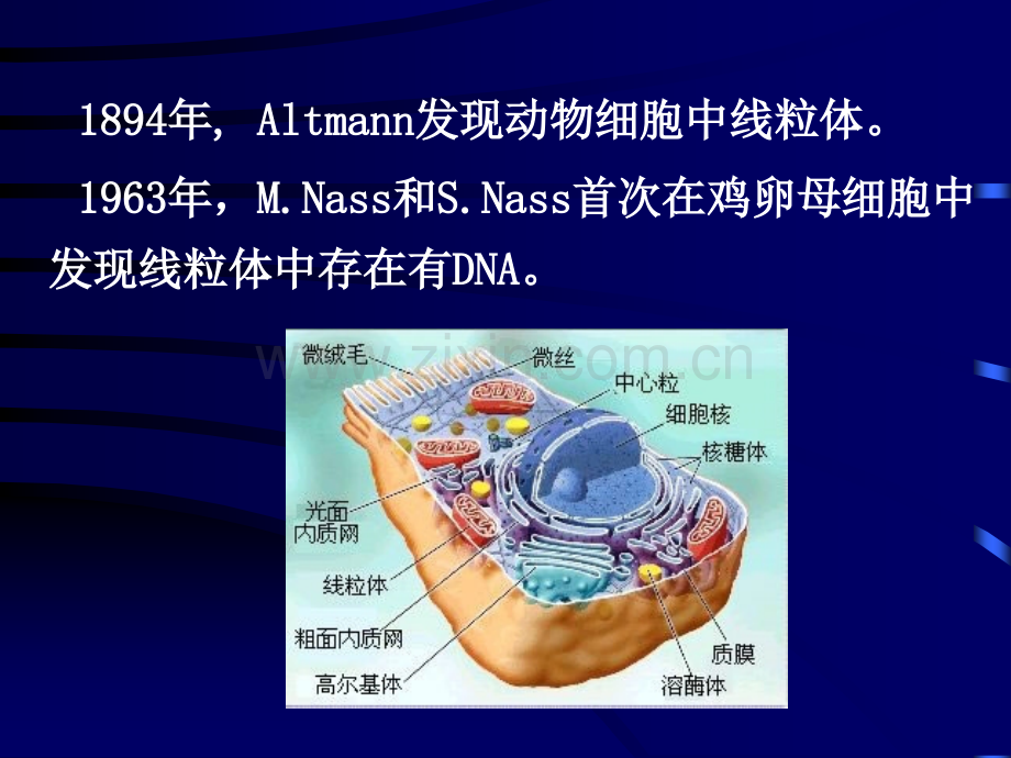 第6章-线粒体遗传病.pptx_第2页