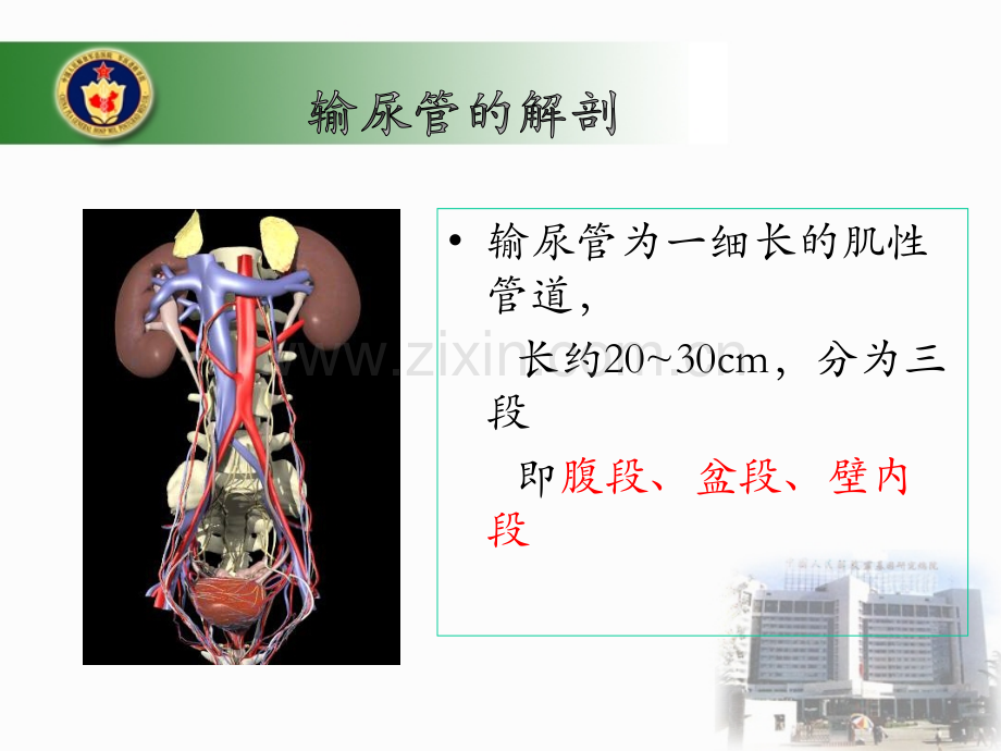 腹腔镜手术中泌尿系损伤的预防及处理北京讲诉.pptx_第3页