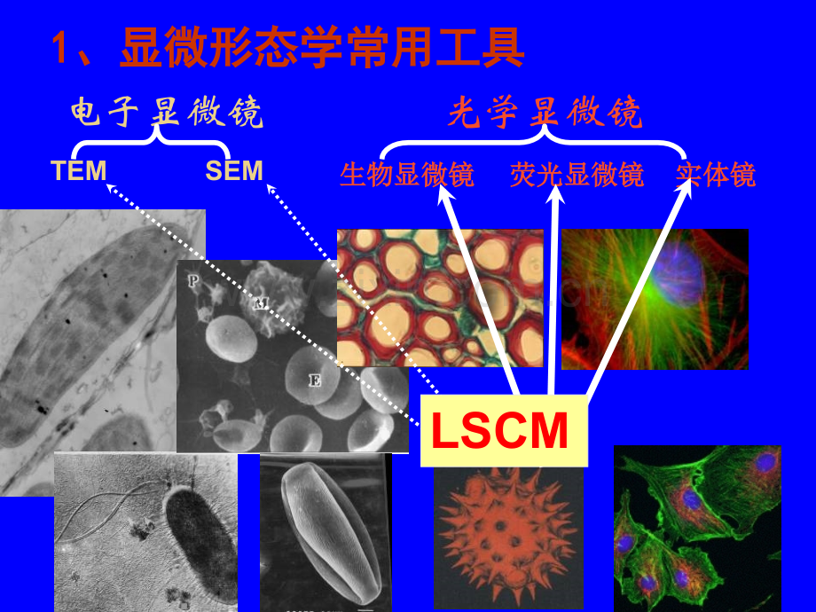 激光扫描共聚焦显微镜在生命科学中应用.pptx_第2页