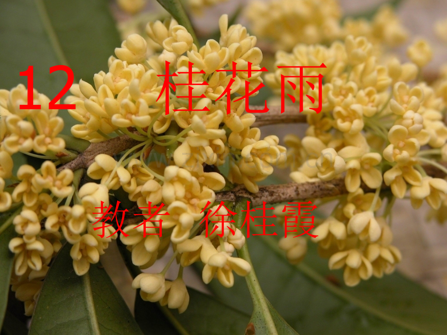 苏教版四年级语文上册桂花雨.pptx_第1页