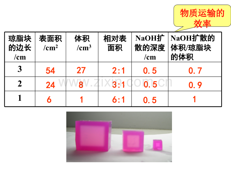 细胞的增殖有动画.pptx_第3页