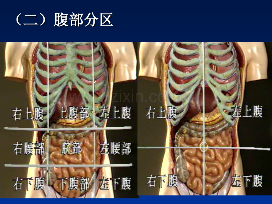 腹部脊柱四肢神经反射检查.pptx_第3页