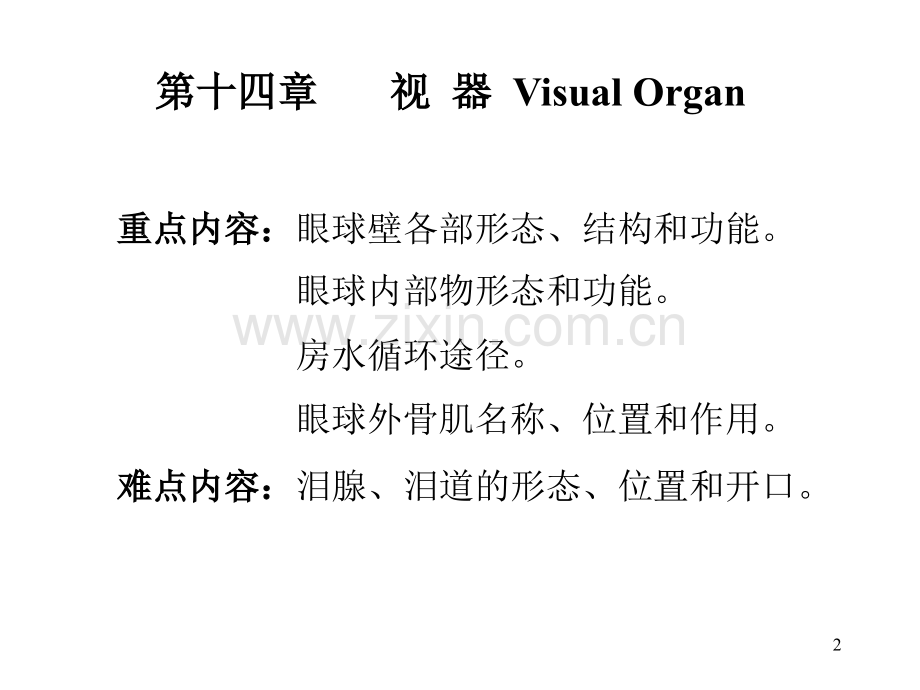 系统解剖学13视器.pptx_第2页