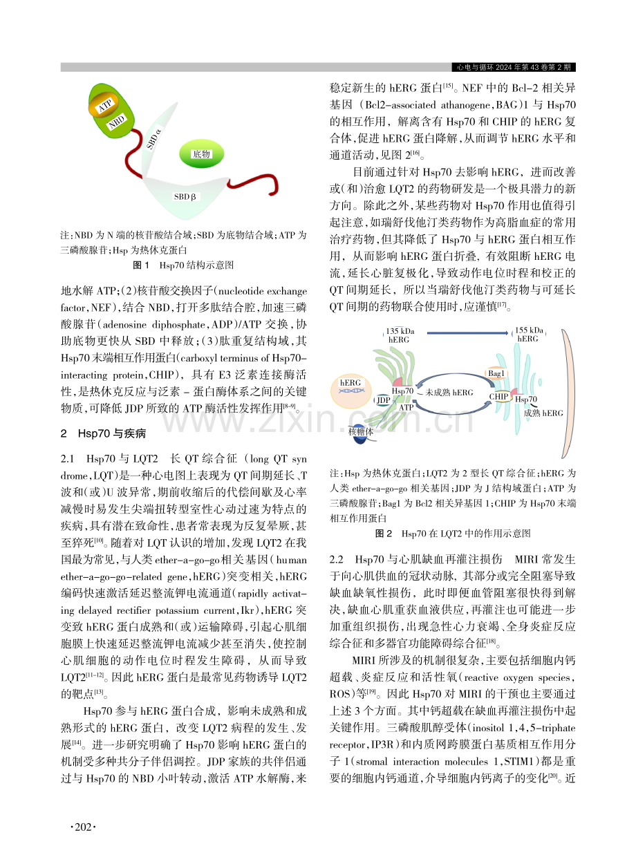 热休克蛋白70在心血管疾病中的研究进展.pdf_第2页