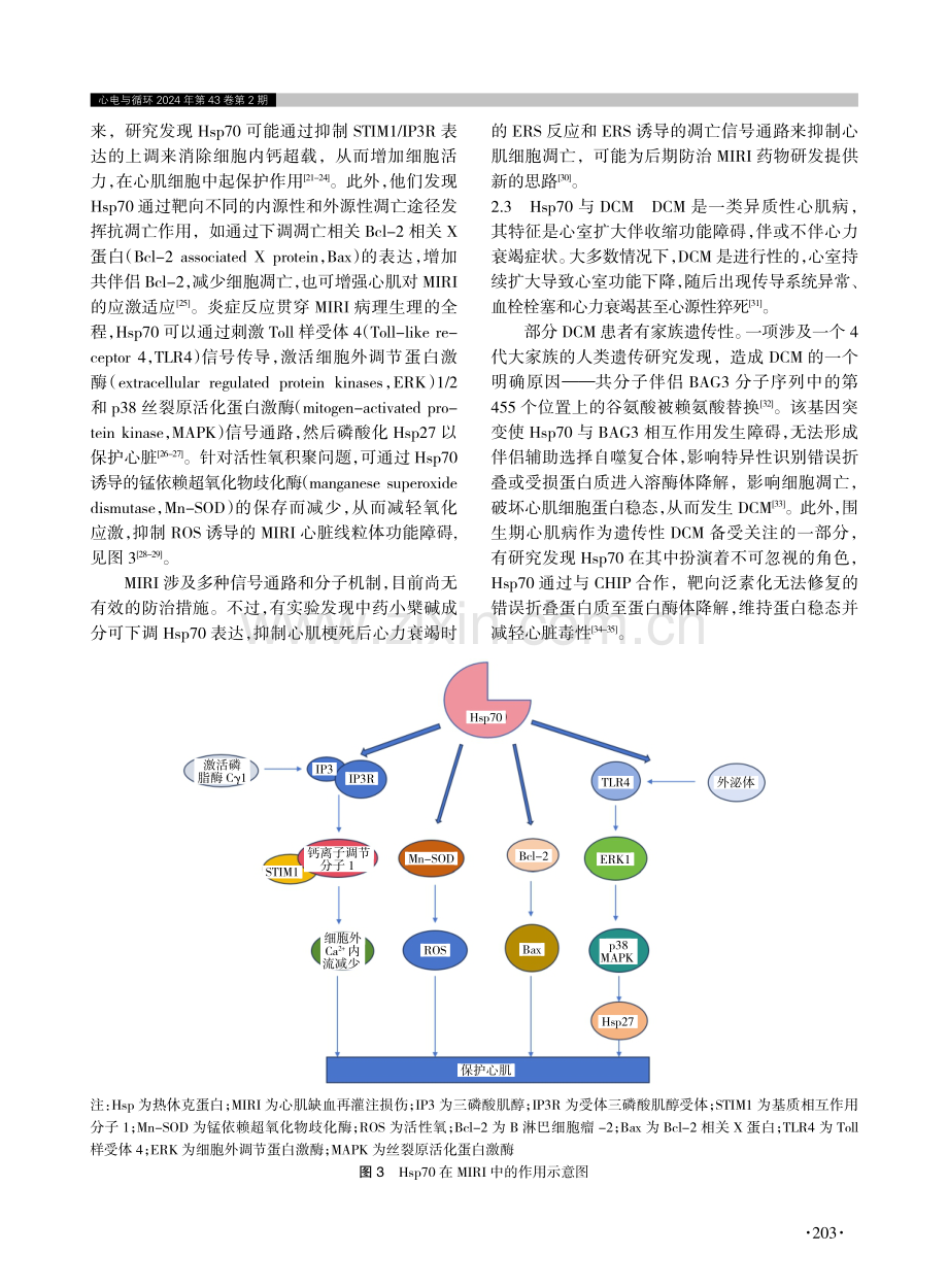 热休克蛋白70在心血管疾病中的研究进展.pdf_第3页