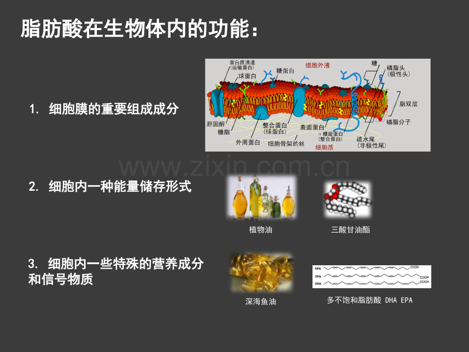 脂肪酸的生物合成.pptx_第1页