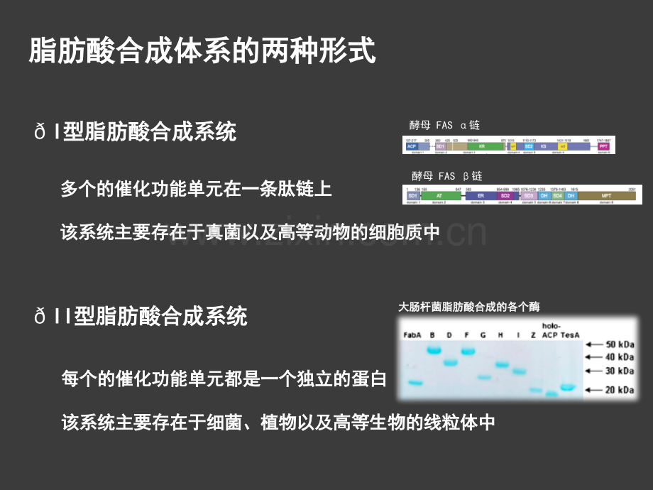 脂肪酸的生物合成.pptx_第3页