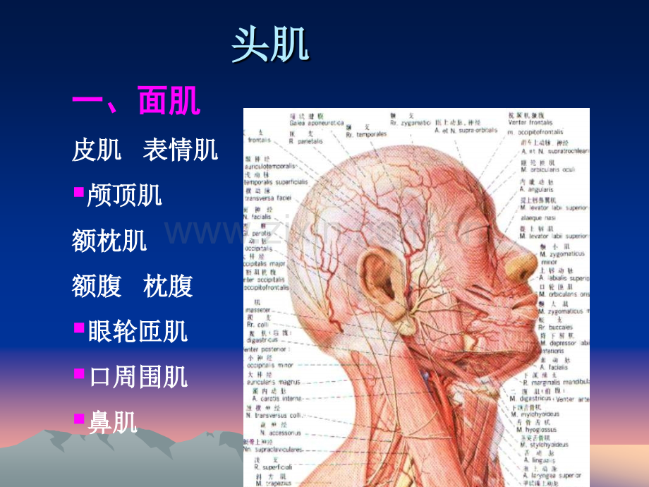 系统解剖学躯干肌头肌颈肌.pptx_第2页