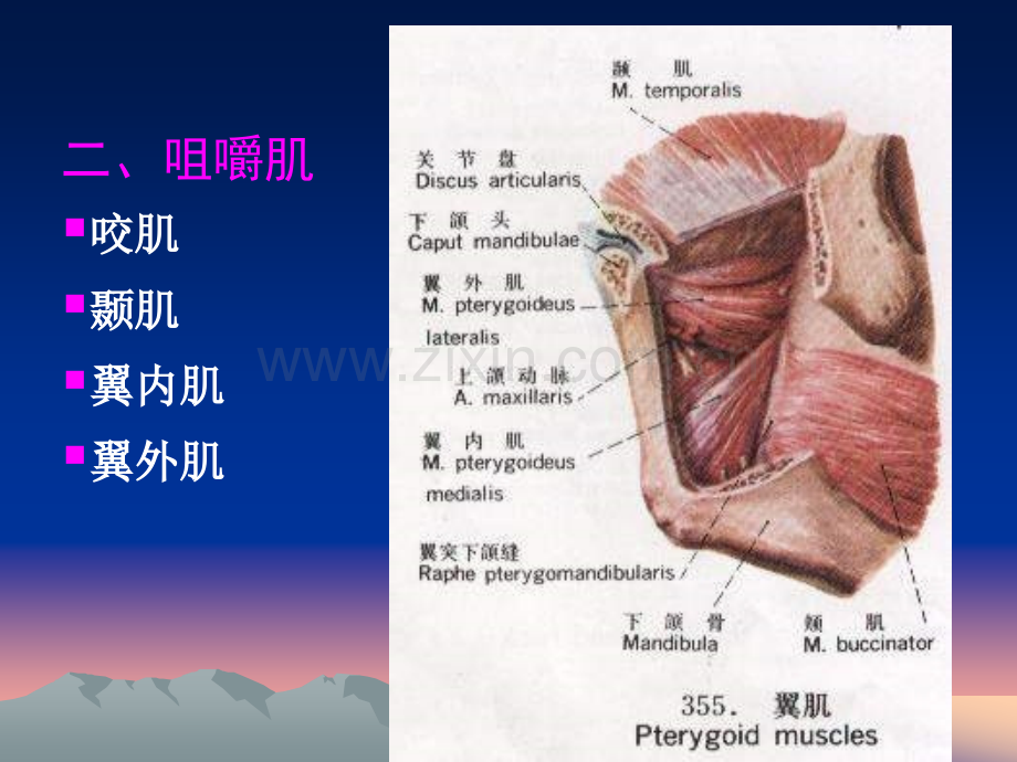 系统解剖学躯干肌头肌颈肌.pptx_第3页