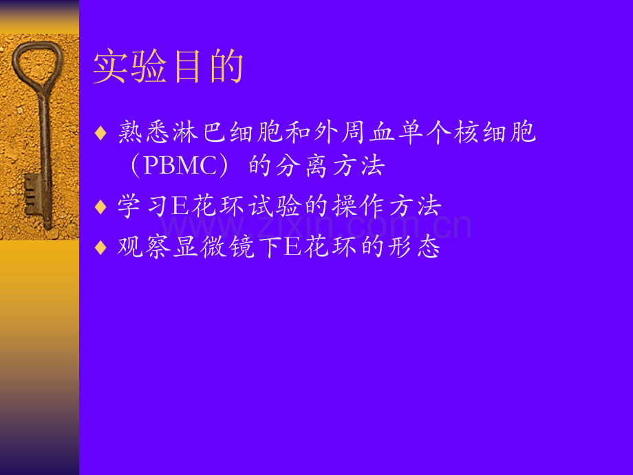 淋巴细胞分离与E玫瑰花环形成实验.pptx_第2页