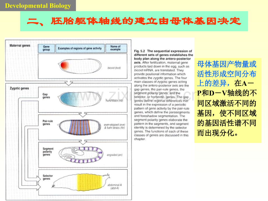 果蝇躯体模式建立的机制.pptx_第2页