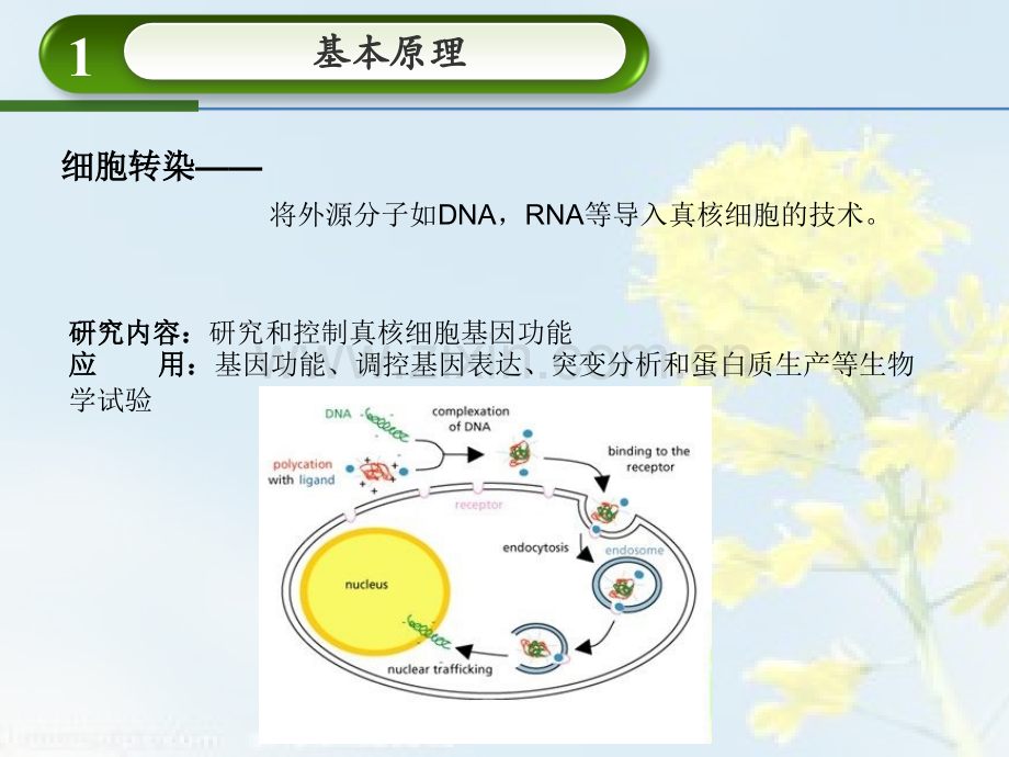 细胞转染技术.pptx_第3页