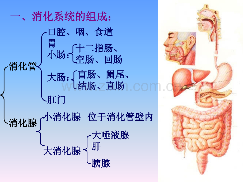 生命科学人体组织解剖学12.pptx_第2页