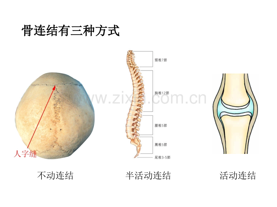 第二章--动物的运动和行为复习课件.pptx_第3页