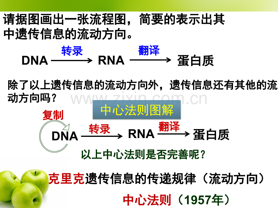 梁水英42基因对性状的控制.pptx_第3页