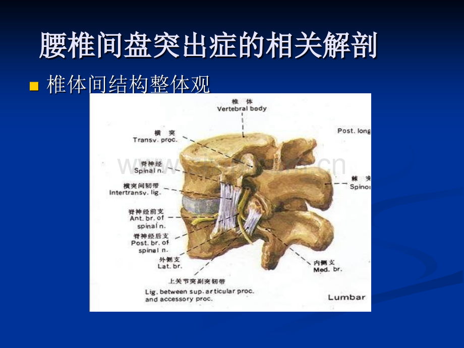 腰椎间盘突出症的诊断与鉴别诊断.pptx_第3页