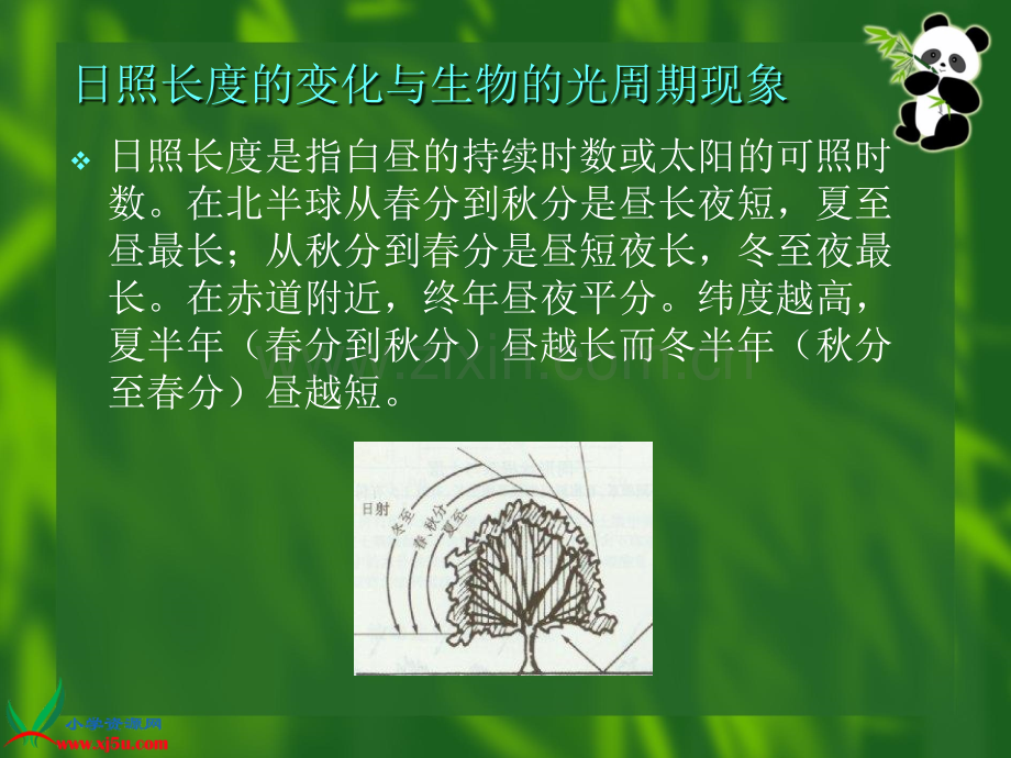 苏教版小学科学五年级上册昼夜对动植物的影响.pptx_第3页