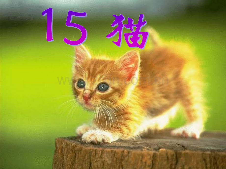 猫PPT课件21讲解.pptx_第1页