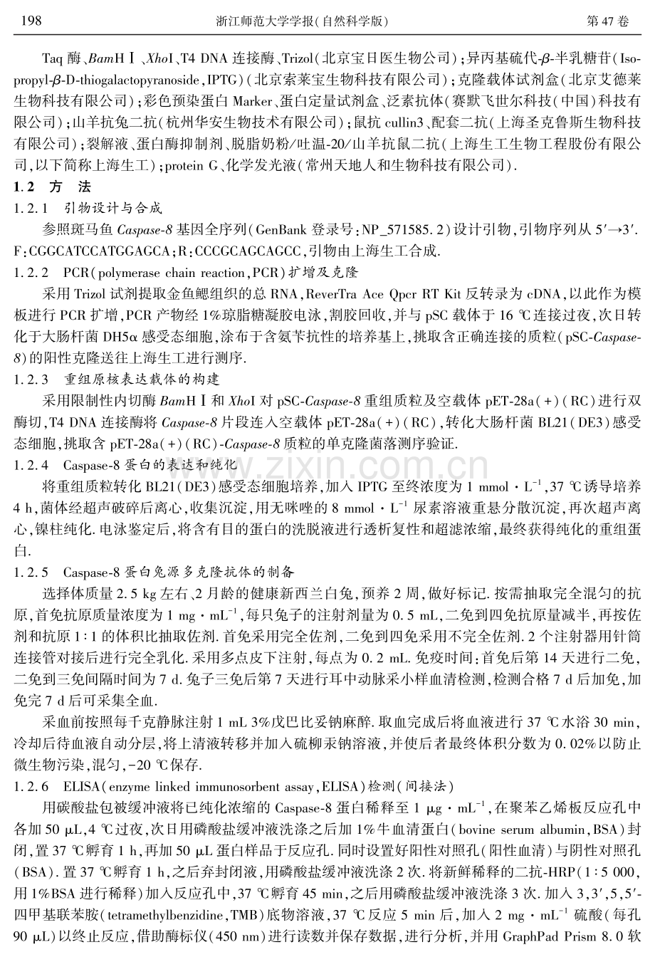 金鱼Caspase-8多克隆抗体的制备.pdf_第3页