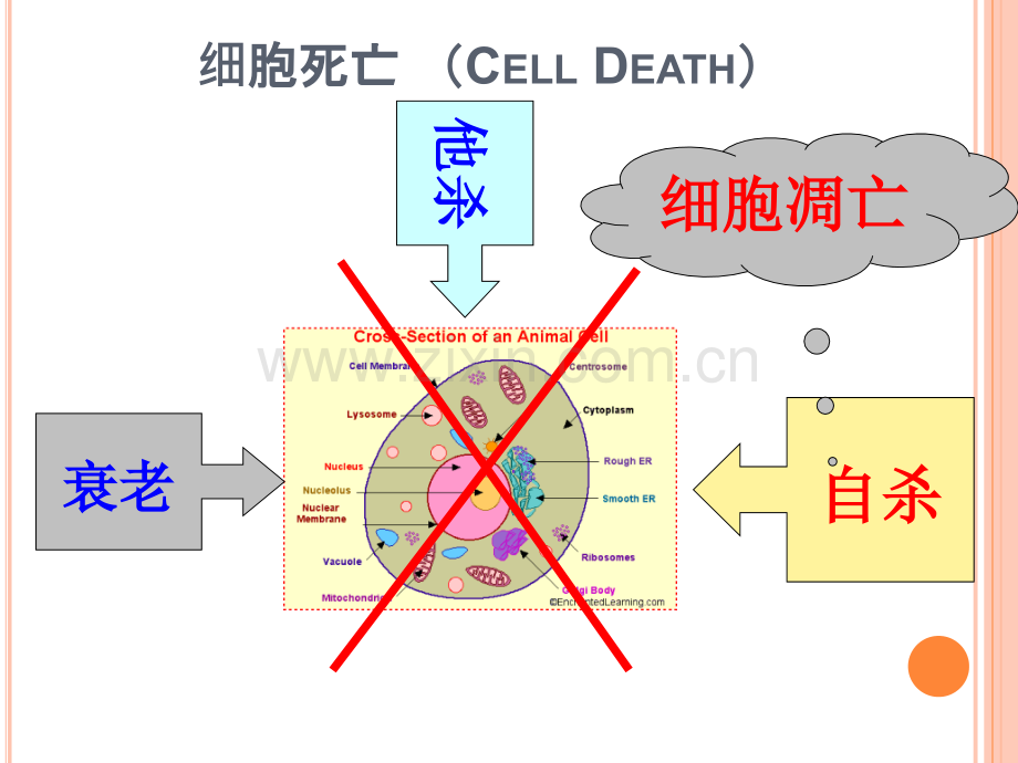 细胞的分化衰老和凋亡.pptx_第2页