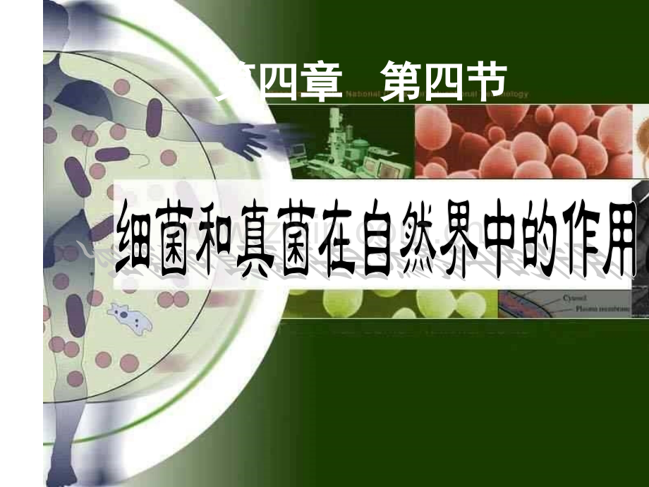 细菌和真菌在自然界中的作用共21张.pptx_第1页