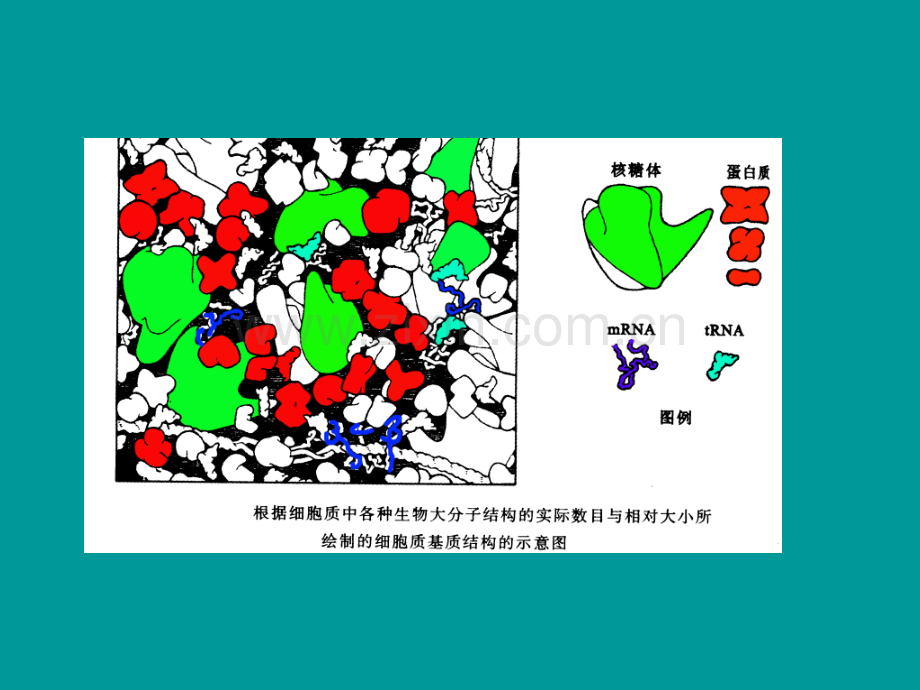 细胞生物学第二章细胞质基质与细胞内膜系统.pptx_第3页