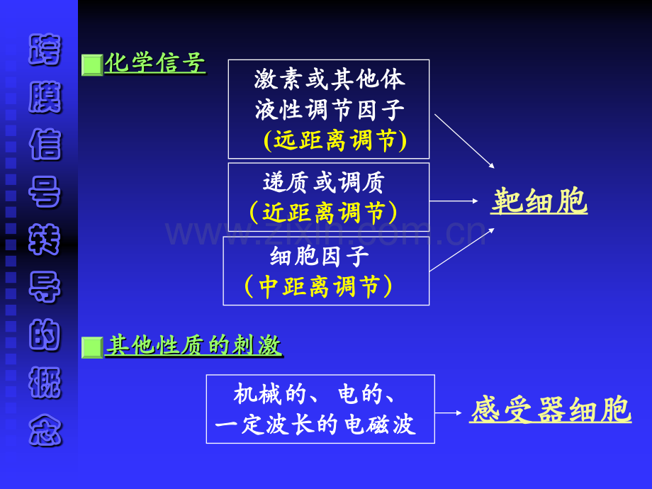 细胞的基本功能13.pptx_第1页