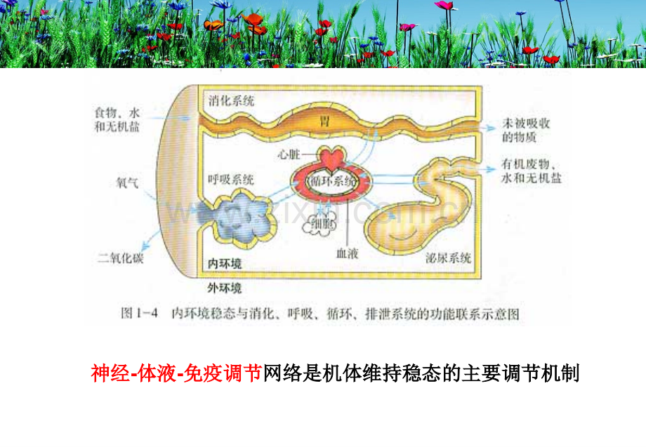 神经系统.pptx_第2页