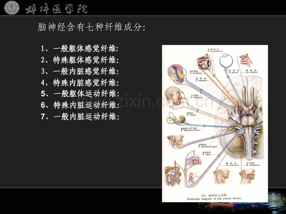 系统解剖学28.pptx_第3页