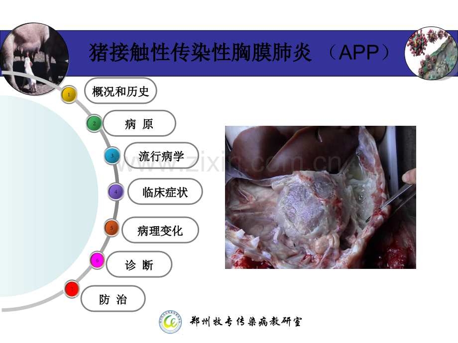 猪接触性传染性胸膜肺炎.pptx_第2页