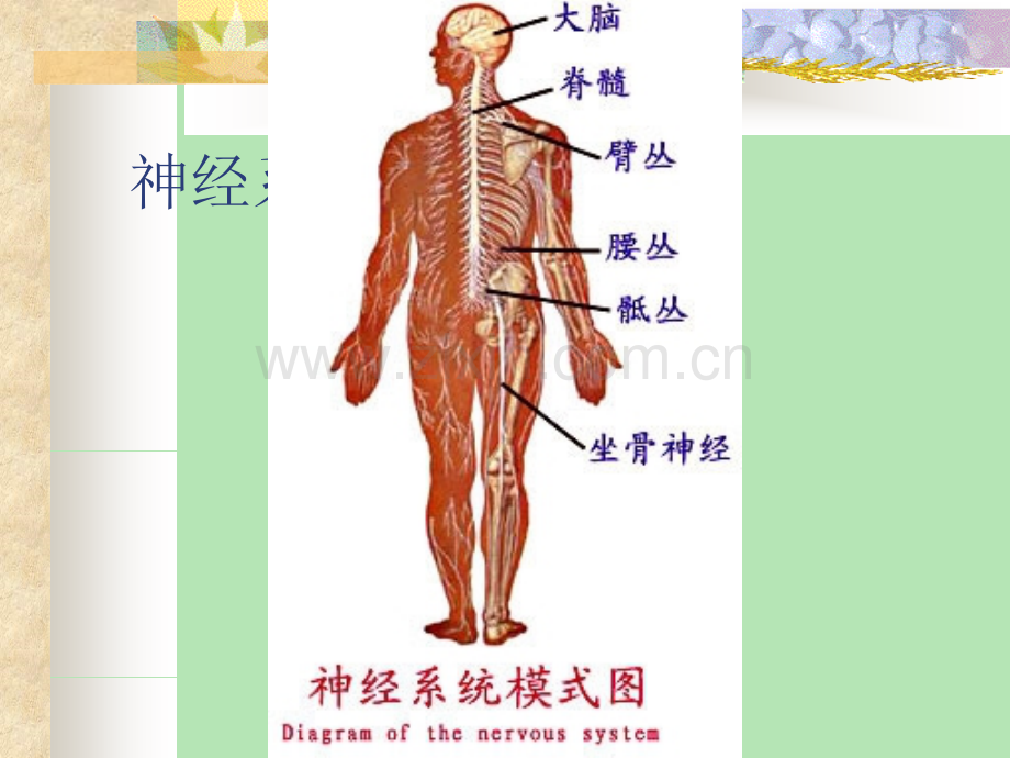 神经系统解剖学.pptx_第2页