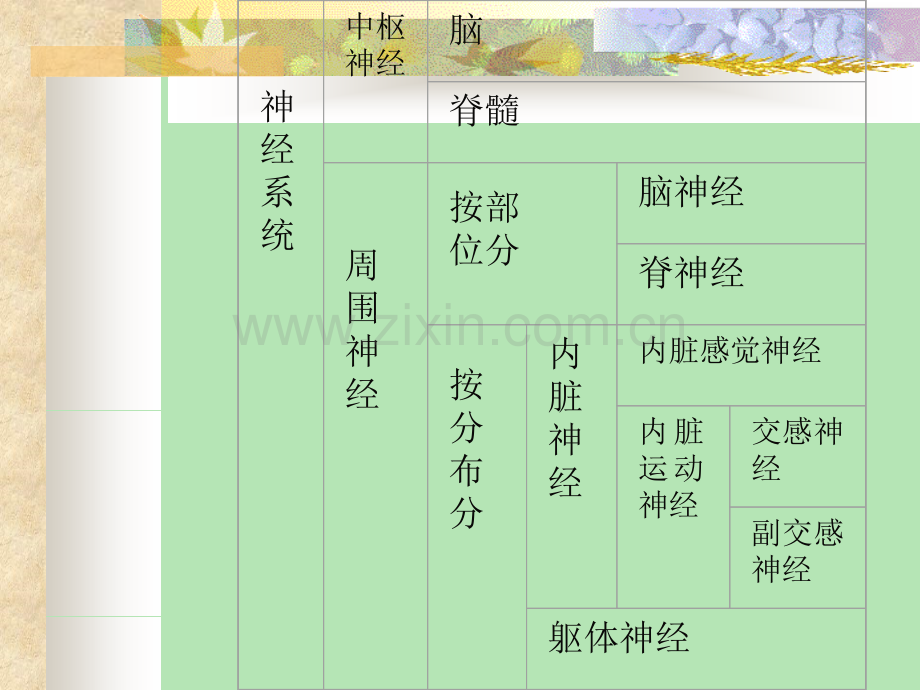 神经系统解剖学.pptx_第3页