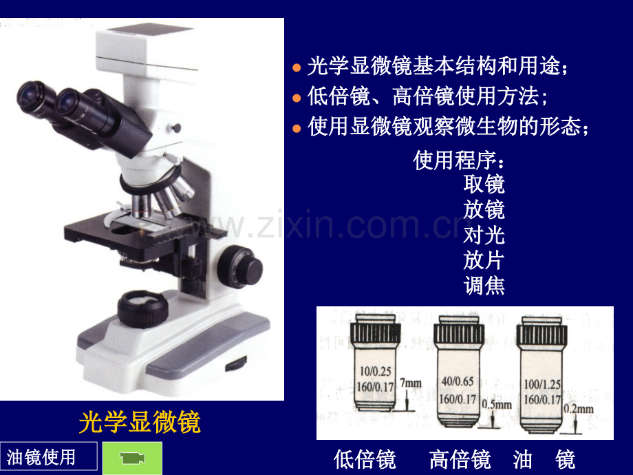 细菌形态观察.pptx_第3页