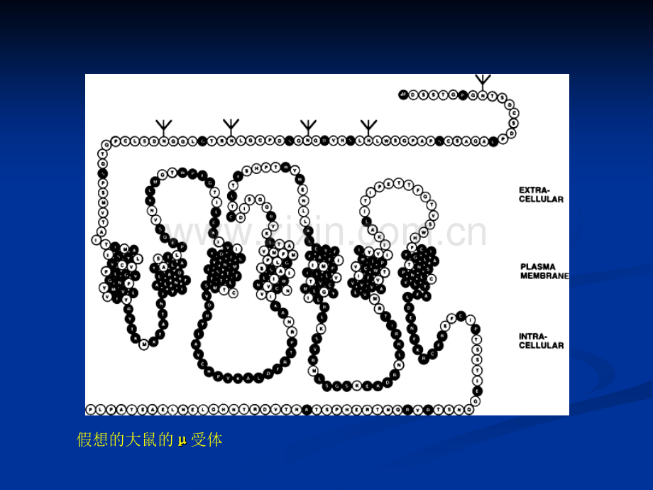 芬太尼的临床应用.pptx_第3页