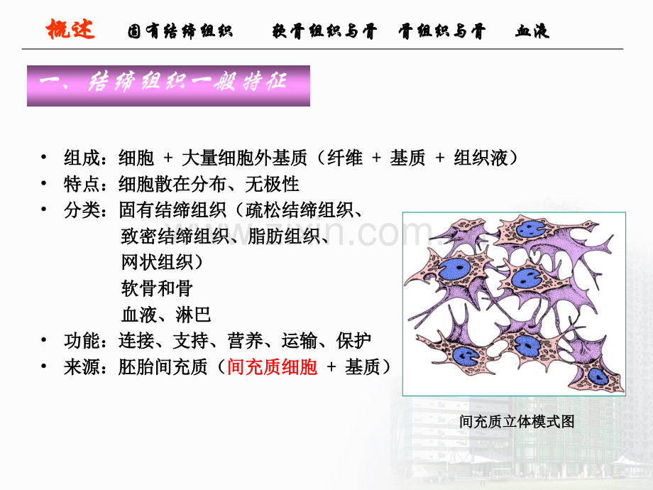 结缔组织.pptx_第2页