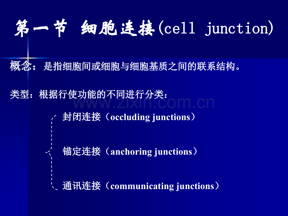 细胞社会的联系细胞连接细胞黏着和细胞外基质精讲.pptx_第2页